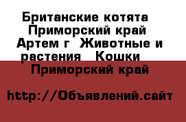 Британские котята - Приморский край, Артем г. Животные и растения » Кошки   . Приморский край